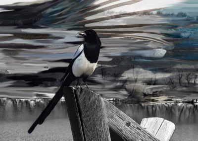 Magpie 9 x12